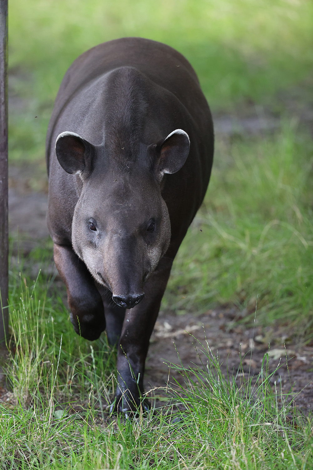 Tapir | Jyllands Park Zoo - Denmarks most enjoyable zoo
